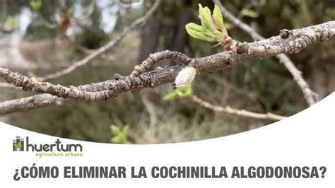 Formas Efectivas De Combatir La Cochinilla Algodonosa Actualizado