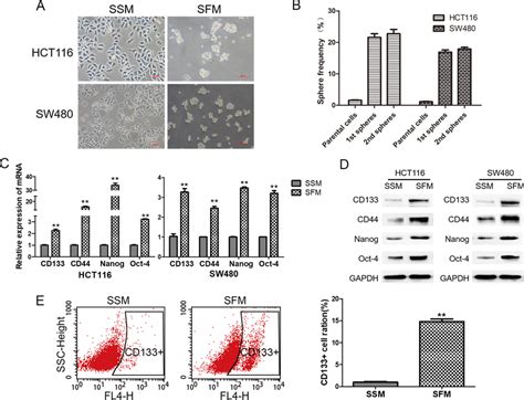 Enrichment Of Colorectal Cscs After Sphere Forming Hct116 And Sw480 Download Scientific Diagram