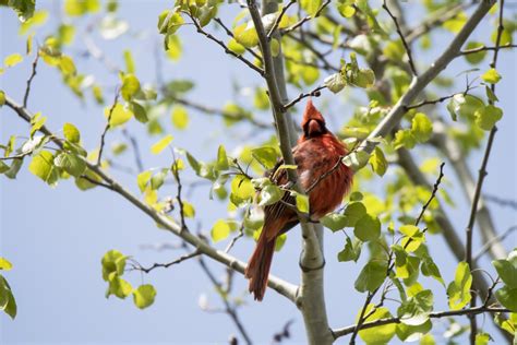 Images Gratuites Arbre La Nature Branche Fleur Oiseau Plante