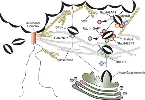 A Rab A Rab A Myo B Network Promotes Stretch Regulated Exocytosis In