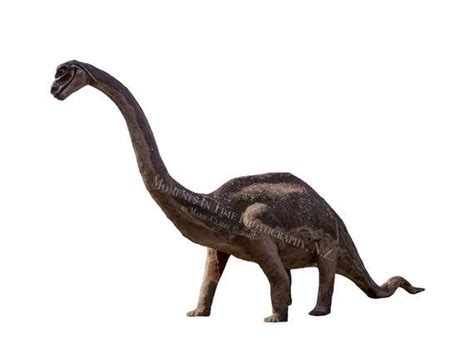 Brontosaurus Pictures & Facts - The Dinosaur Database