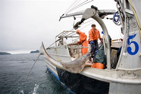 Commercial Halibut Fishing Scott Dickerson