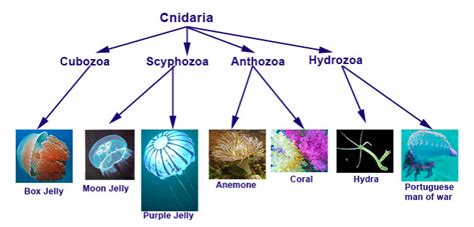 Unit 5 2 Phylum Cnidaria The Biology Classroom