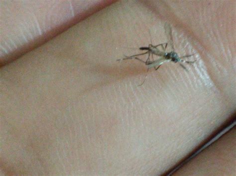 Sociedad M Dica Confirma Los Primeros Casos Positivos A Dengue