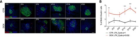 The Core Clock Transcription Factor Bmal Drives Circadian Cell