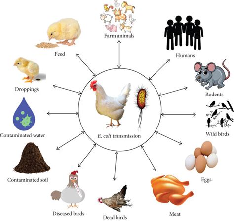 Possible Transmission Pathways Of E Coli From Different Sources And Download Scientific