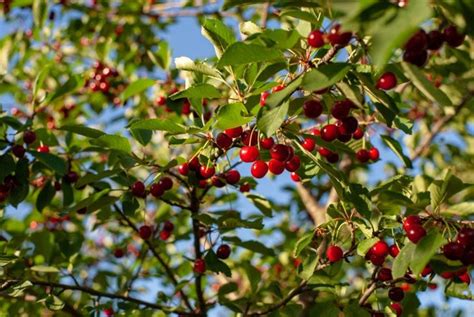 The Benefits And Research On Acerola Fruit Facty Health