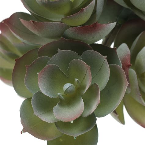 Floristik De Sukkulente Echeveria Dunkelgr N Cm St