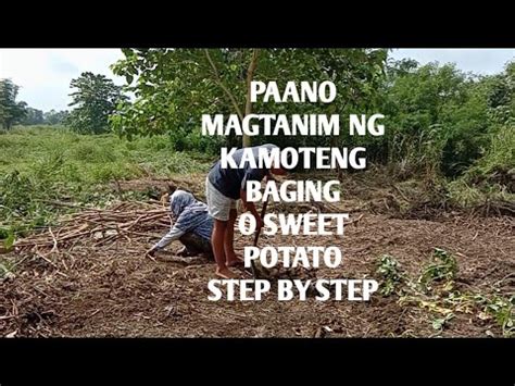 PAANO MAGTANIM NG KAMOTENG BAGING O SWEET POTATO STEP BY STEP YouTube