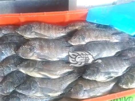 Pescaderías en Xalapa cierran por crisis no pudieron esperar a la