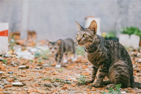 Warum Sind Dreifarbige Katzen Immer Weiblich Miautastisch De