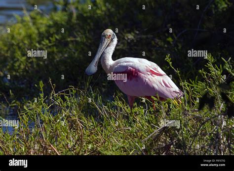 Roseate Spoonbill Everglades Np Florida Usa Stock Photo Alamy