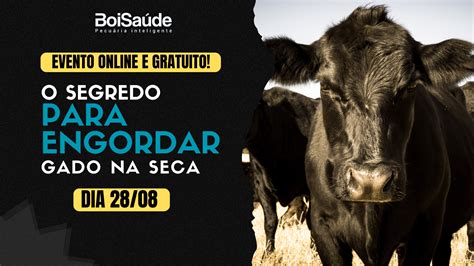 Sal Mineral Para Gado Como E Quando Oferecer Ao Gado Boi Sa De