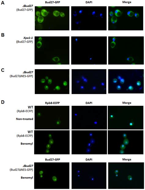 Bud Shuttles Between Nucleus And Cytoplasm Live Cell Imaging Of