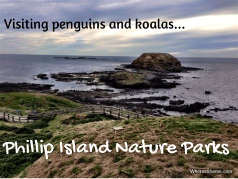 Phillip Island in a Day: Visiting Penguins and Koalas at Phillip Island Nature Parks - Family ...