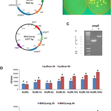 The Inducible Cell Lysis System Figure Depicts Schematic View Of The Download Scientific