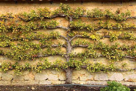 How To Espalier A Fruit Tree