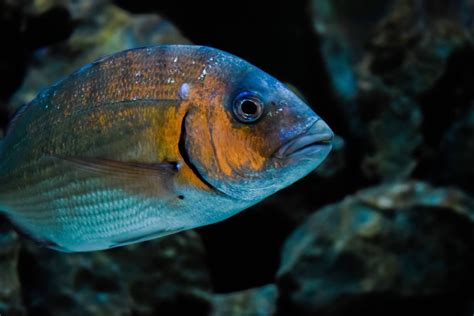 Last Gilthead Seabream Caught Sparus Aurata Fishfriender