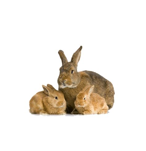 Rabbit Bunny Transparent Images Png Arts