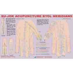 White Acp Sujok Acupuncture Byol Meridian Chart At Best Price In