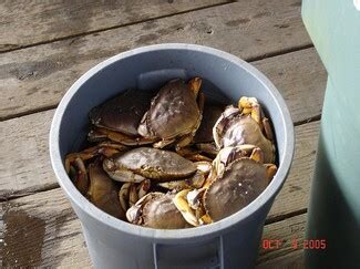 A Step-by-Step Guide to Battle "Crabs in a Bucket" Syndrome (Opinion)