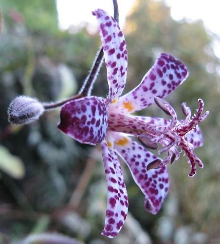 Tricyrtis X Formosana Empress Japanese Toadlily