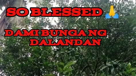 So Blessed Daming Bunga Ng Dalandan Youtube