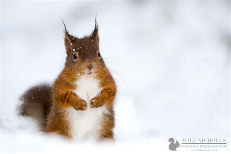 Photographing The Endangered European Red Squirrel Petapixel