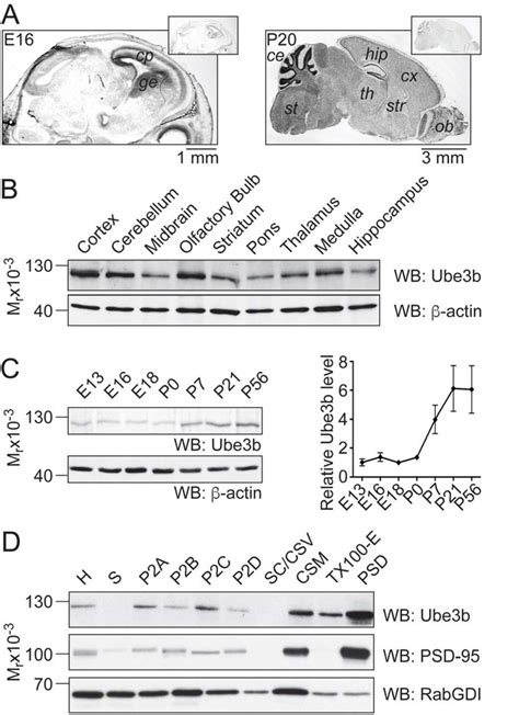 The Kaufman Oculocerebrofacial Syndrome Protein Ube B Regulates Synapse