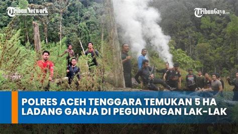 Polres Aceh Tenggara Temukan Hektare Ladang Ganja Di Pegunungan Lak