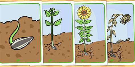 Life Cycle Of A Sunflower Display Posters Teacher Made