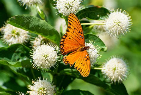 Buttonbush Planting Guide | The Plant Native