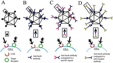 Some Of The Strategies For Designing Targeted Adenoviral Ad Vectors