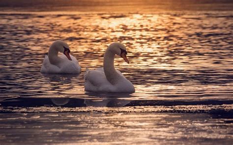 Descargar Fondos De Pantalla Los Cisnes Pareja De Cisnes Evento La