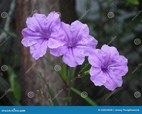 Ruellias Wild Petunias Waterkanon Stock Photo Image Of Dark Garden