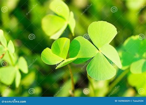 Clover Leaves For Green Background With Three Leaved Shamrocks Stock