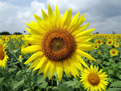 Blooming sunflower garden during daytime HD wallpaper | Wallpaper Flare