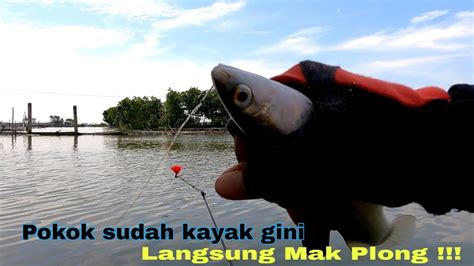 Gak Nyangka Mancing Belanak Di Tambak Bedah Semudah Ini YouTube