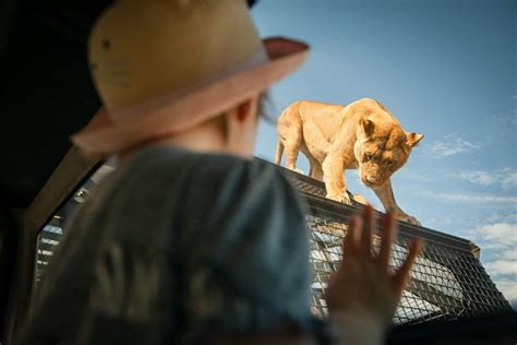 モナートサファリパークでのライオンズ360体験と1日提供元Monarto Safari Park Monarto オーストラリア