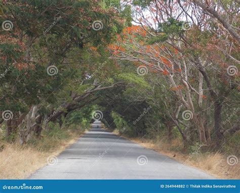 Sri Lanka S Beautiful Greenway, Stock Photo - Image of srilanka, travel ...