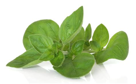 What Is Marjoram With Pictures