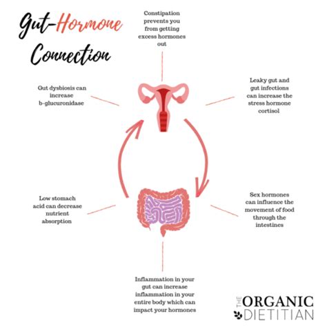 Gut Hormone Connection The Organic Dietitian