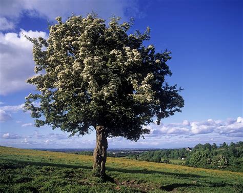 Hawthorn Tree On A Landscape Ireland Photograph By The Irish Image