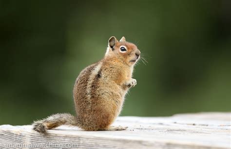 Washington State Mammal Watching