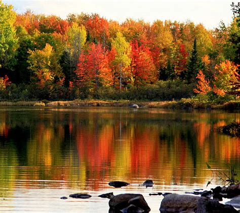 🔥 [50+] Maine Fall Foliage Wallpapers | WallpaperSafari