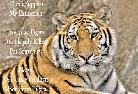 "Save the Tigers" Posters by JThill | Redbubble