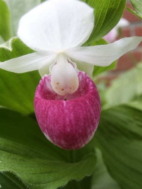 Cypripedium Reginae Lady S Slipper Flower Seeds Bulb Flowers