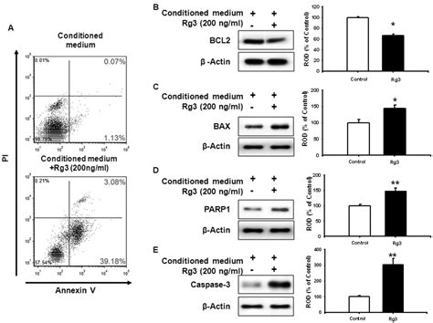 Pivotal Roles Of Ginsenoside Rg3 In Tumor Apoptosis Through Regulation