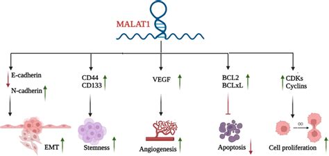 The Role Of MALAT1 In Regulation Of Oncogenic Genes In Their