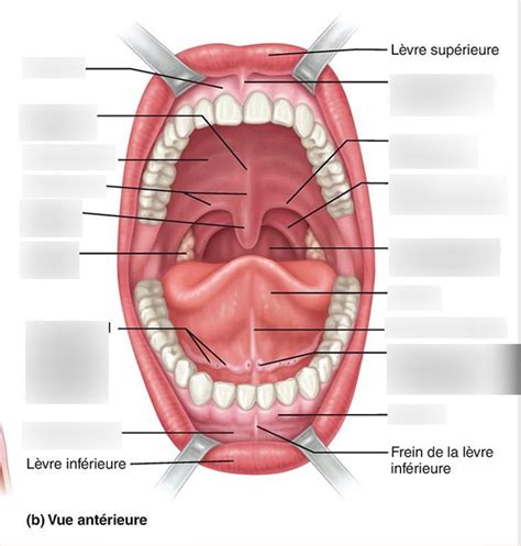 Diagramme De Anatomie Q Vue Ant Rieure Bouche Quizlet